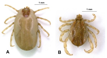 Vista dorsal de la especie Riphicephalus microplus: A) hembra, B) macho.