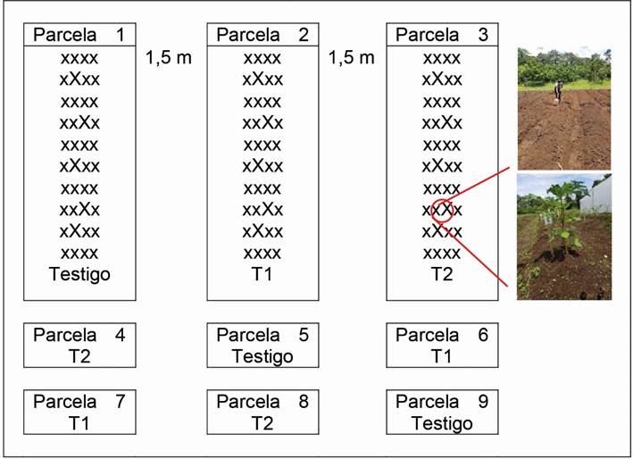 Representación del área del experimento.