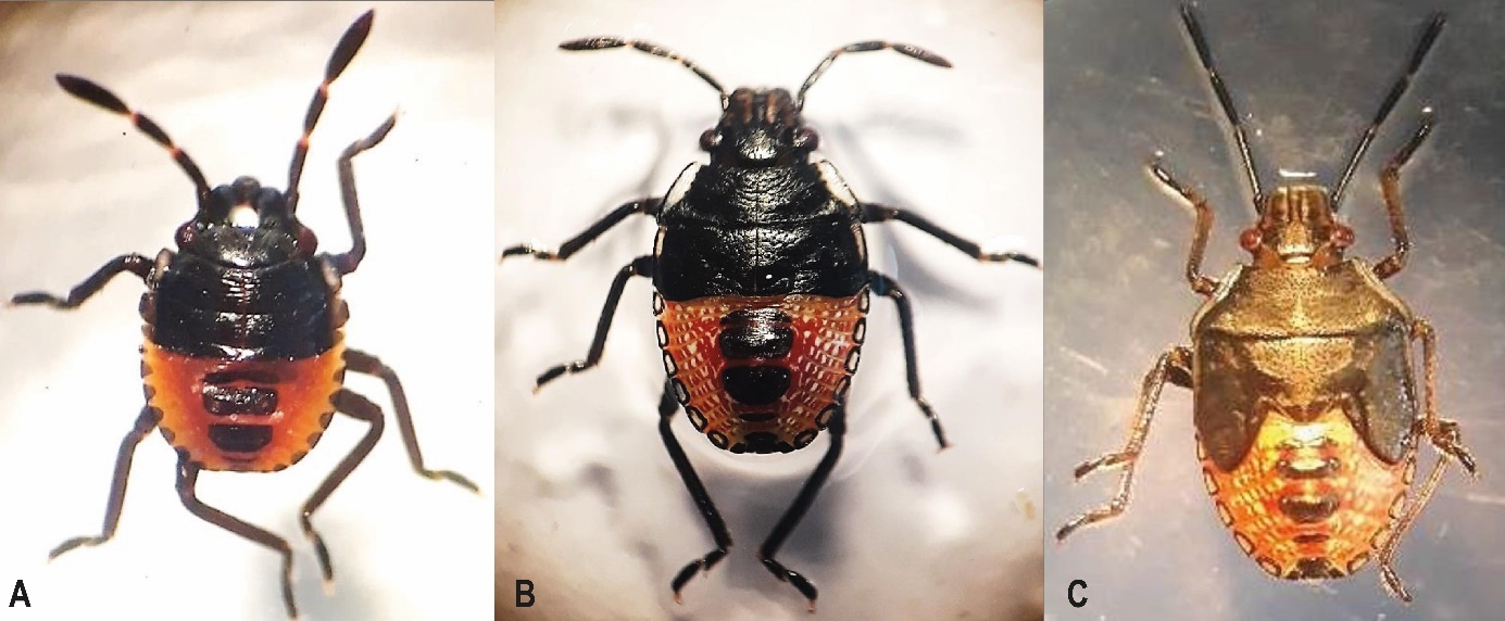Vista dorsal. A) Ninfa II. B) Ninfa III. C) Ninfa IV.