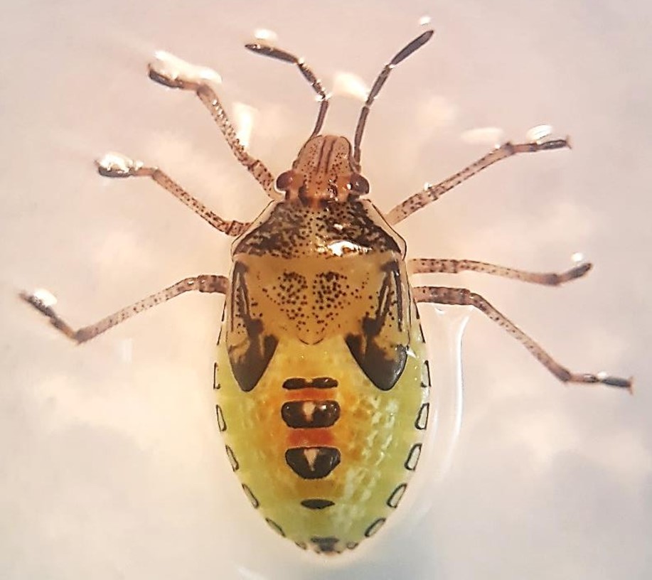 Vista dorsal Ninfa V.