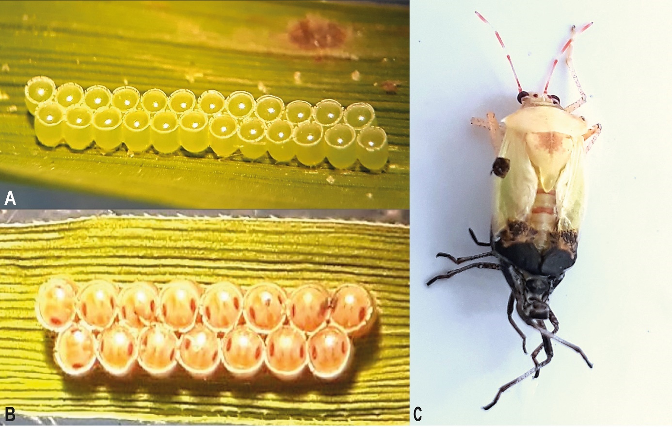 O. insularis. A) Ovipostura fresca. B) Ovipostura en proceso de incubación. C) Abandono de la exuvia para convertirse en adulto.