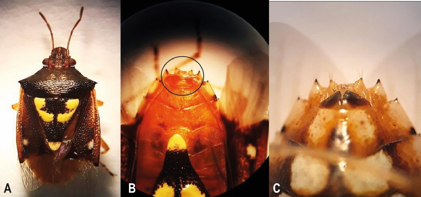 A) Vista dorsal de la hembra. B) Genitalia de la hembra - vista dorsal. C) Genitalia de la hembra - vista ventral.