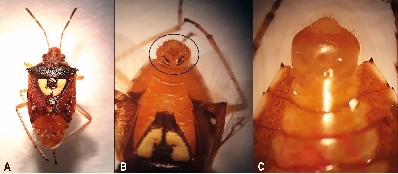 A) Vista dorsal del macho. B) Genitalia del macho - vista dorsal. C) Genitalia del macho - vista ventral.