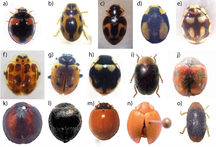 a) Cheilomenes sexmaculata. b) Hyperaspis onerata. c) Hyperaspis festiva. d) Hyperaspis esmeraldas. e) Cyrea alma. f) Psyllobora confluens. g) Hippodamia convergens. h) Tenuisvalvae bromelicola. i) Diomus apollonia. j) Rodolia cardinalis. k) Mada synemia. l) Azya orbigera ecuadorica. m) Cycloneda sanguinea. n) Paraneda pallidula guticollis. o) Scymnus cerinotum.