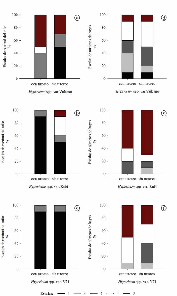 Distribución de frecuencias con base en las escalas de rectitud de tallo y número de bayas de Hypericum spp con y sin tutoreo de las variedades Vulcano (a y d) Rubí (b y e) y V71 (c y f)