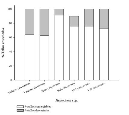 Rendimiento de cada variedad de Hypericum spp con y sin tutoreo