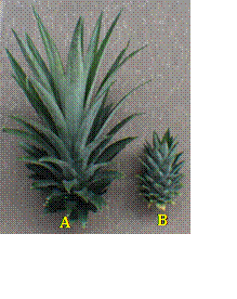 Size of the pineapple fruit crown cv. MD2 in the control without application (A) and due to the effect of the application of Tebuconazole at 2% and 65 days after the FIT (B), in Chanchamayo, Peru