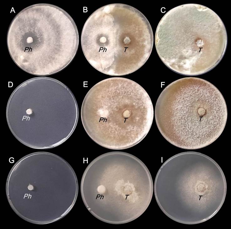 Colonias de Phomopsis spp y T harzianum al finalizar la etapa biofumigante día 7 de la incubación A B C en ausencia de B juncea D E F con 10 g de B juncea G H I con 30 g de B juncea Ph Phomopsis spp T T harzianum
