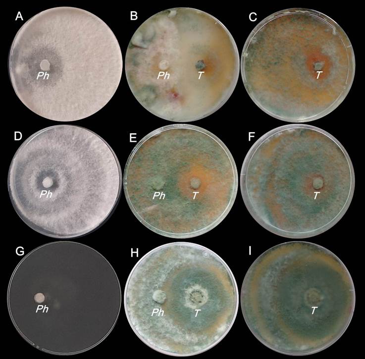 Colonias de Phomopsis spp. y T. harzianum al finalizar la etapa postbiofumigante (día 11 de la incubación). A, B, C: en ausencia de B. juncea; D, E, F: con 10 g de B. juncea; G, H, I: con 30 g de B. juncea; Ph: Phomopsis spp.; T: T. harzianum.