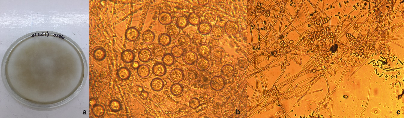 Estructuras de P. myriotylum observadas bajo el microscopio a 40X e identificadas mediante claves taxonómicas a) Crecimiento de P. myriotylum en medio de cultivo jugo V8 con pimaricina, ampicilina, rifampicina y benomil, b) oogonios, c) hifas cenocíticas y esporangios.