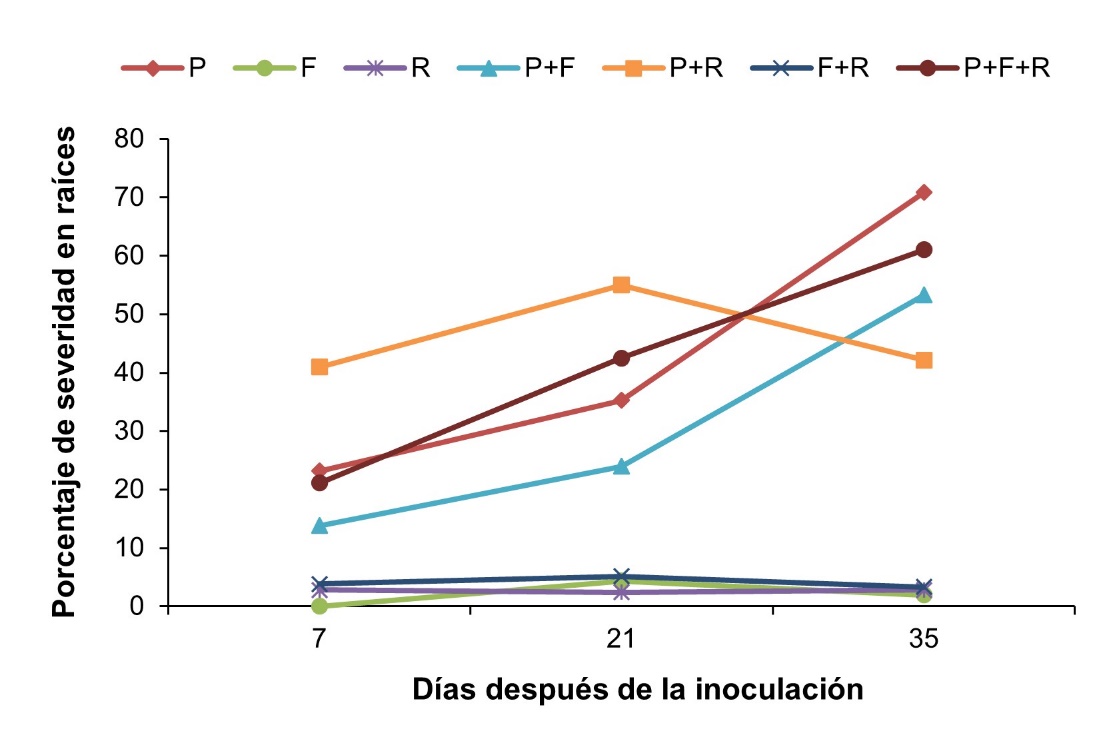 Porcentaje de incidencia de la enfermedad en las raíces de plantas in vitro del cultivar quequisque lila (Xanthosoma violaceum), inoculado con aislados patogénicos P. myriotylum [P], F. solani [F], R. solanacearum [R] aplicados solos y en combinación (P+F, P+R, F+R, P+F+R) y testigo [T] sin inoculación de patógenos.