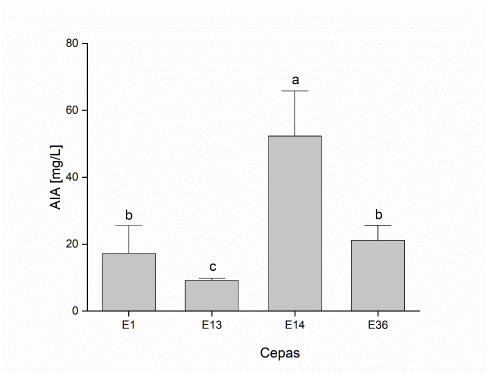 Determinación de la producción de auxinas [AIA] de las diferentes cepas de HE evaluadas en medio PD. Phialocephala fortinii (E-1), Penicillium melinii (E-13), Umbelopsis dimorpha (E-14) y Preussia cymatomera (E-36). Los datos representan el promedio de tres réplicas ± la desviación estándar. Los valores seguidos por la misma letra no presentan diferencias significativas (p < 0,05).