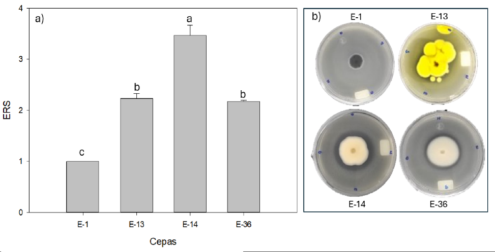 a) Índice de eficiencia relativa de solubilización [ERS] a los 10 días de crecimiento. Los datos representan el promedio de tres réplicas ± la desviación estándar. Los valores seguidos por la misma letra no presentan diferencias significativas (p < 0,05). b) Halos de solubilización (zona hialina) de las cepas Phialocephala fortinii (E-1), Penicillium melinii (E-13), Umbelopsis dimorpha (E-14) y Preussia cymatomera (E-36), a los 10 días de crecimiento en medio PVK.