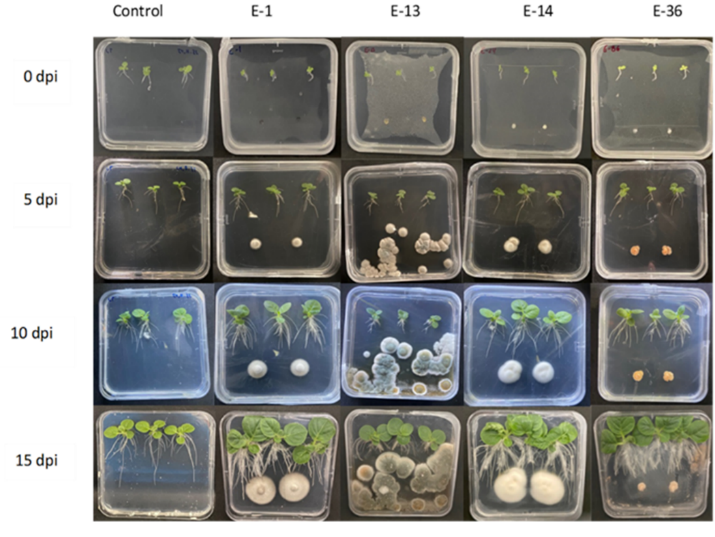 Biomasa aérea y radicular de las plantas de N. tabacum inoculadas con las diferentes cepas de los HE: Phialocephala fortinii (E-1), Penicillium melinii (E-13), Umbelopsis dimorpha (E-14) y Preussia cymatomera (E-36). Los datos representan el promedio de tres réplicas ± la desviación estándar. Los valores seguidos por la misma letra no presentan diferencias significativas (p < 0,05).