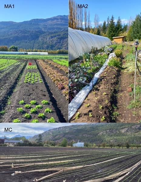 Fotografía de las tres chacras en las que se realizó el ensayo agronómico MA1 chacra con manejo agroecológico MA2 chacra con manejo agroecológico reciente MC chacra con manejo convencional