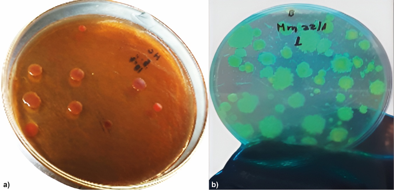 a) Colonies of Pseudomonas spp., on MacConkey agar, 72 hours of incubation at 26°C; b) Fluorescence on Pseudomonas agar.