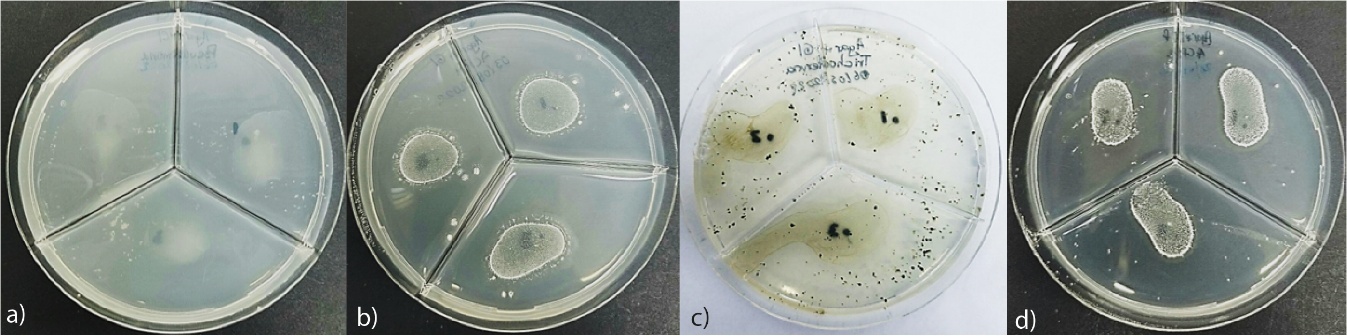 Morphological alterations of pesticide-degrading microorganism: a) Pseudomonas / Chlorfenapyr, b) ACP1 / Glyphosate c) Trichoderma harzianum / Glyphosate, d) ACP2 / Difenoconazole.