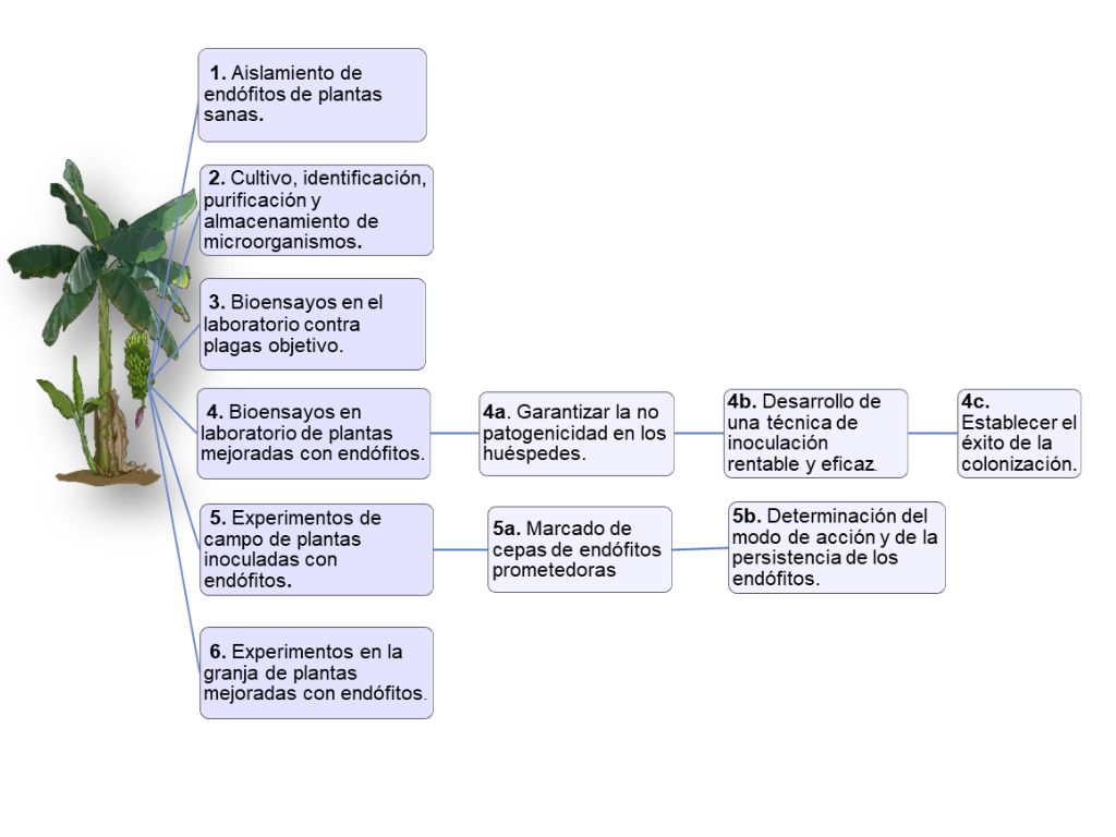 Protocolo de investigación para el desarrollo de inoculantes a partir de hongos endófitos del banano (Adaptado de Ochieno, 2020).