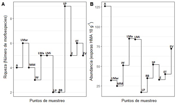 Riqueza de morfoespecies encontradas en cada punto de muestreo (A) y abundancia de esporas de HMA 10 g-1 de suelo (B)