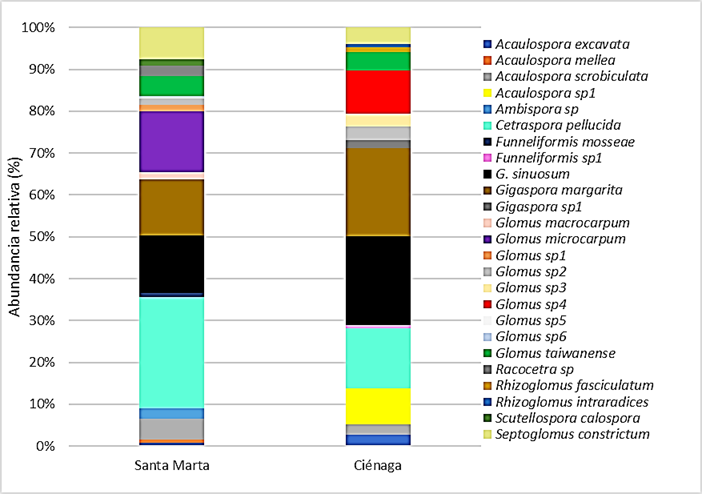 Abundancia relativa de morfoespecies de HMA en diferentes puntos de muestreo de Santa Marta y Ciénaga.