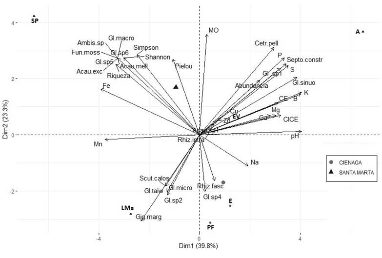 Análisis de componentes principales con las morfoespecies encontradas en suelo rizosférico del cultivo de mango cv. azúcar y los atributos químicos del suelo en los diferentes puntos de muestreo. Ambispora sp. (Ambis sp), Glomus macrocarpum (Gl. macro), Funneliformis mosseae (Fun. moss) C. Walker & A. Schüssler, Acaulospora excavata (Acau. exc), Acaulospora mellea (Acau. mell), Glomus sp.1. (Gl. sp.1), Glomus sp.2. (Gl. sp.2), Glomus sp.5. (Gl. sp.5), Glomus sp.6. (Gl. sp.6). Cetraspora pellucida (Cetr. pell), Septoglomus constrictum (Septo. constr), Glomus sinuosum (Gl. sinuo), Rhizoglomus intaradices (Rhiz. intra), Rhizoglomus fasciculatum (Rhiz. fasc), Scutellospora calospora (Scut.calos), Glomus microcarpum (Gl. micro), Glomus taiwanensis (Gl. taiw), Gigaspora margarita (Gig. marg).