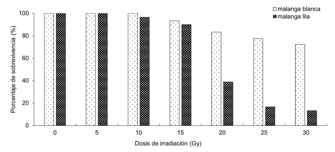 Efecto de la irradiación gamma sobre la sobrevivencia de malanga Blanca y Lila, evaluada a los 69 después de la irradiación.