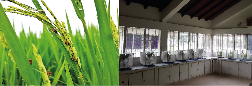 A) Colecta de adultos de chinche vaneador (O. insularis) en lotes arroceros. B) Villa de cría.