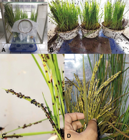 A) Jaula de crianza de las ninfas. B) Maceteros de arroz incorporados. C) Interacción y alimentación de las ninfas en plántulas de arroz. D) Aporte de espigas en estado lechoso.