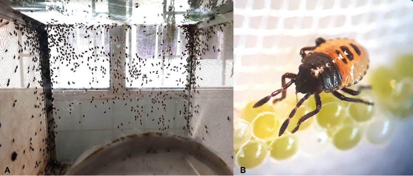 A) Adultos confinados. B) Ninfa alimentándose del corión de los huevos.