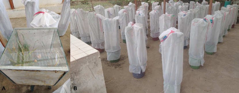 A) Colecta de adultos jóvenes a partir de la jaula de crianza. B) Incorporación de los insectos de acuerdo con el nivel de infestación.