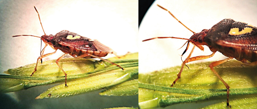 Chinche vaneador alimentándose de los genotipos de arroz.