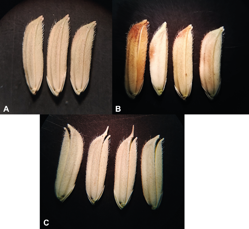 Genotipo Go-04209 con un nivel de infestación 4 individuos planta-1. A) Granos sanos. B) Granos manchados. C) Granos vanos.