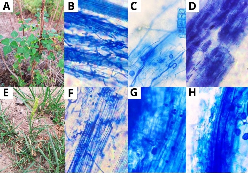 Especies ruderales seleccionadas para la bioprospección de micorrizas arbusculares; A. Planta de Rhynchosia minima; B. Hifas; C. Vesículas e hifas; D. Arbúsculos; E. Planta de Cenchrus echinatus; F. Hifas; G-H. Vesículas e hifas. Fotografías tomadas al microscopio a un campo de 40X (B-D y F-H).
