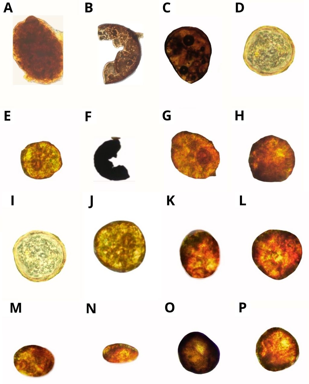 Géneros de esporas de micorrizas arbusculares proveniente de Rhynchosia minima (A-H) y Cenchrus echinatus (I-P); A. Scutellospora; B-C. Acaulospora; D-E. Gigaspora; F. Glomus; G-H-I-J-K-L. Gigaspora; M. Scutellospora; N-O. Glomus; P. Gigaspora. Fotografías tomadas al microscopio invertido de contraste de fases- Plan al infinito Kohler 40X-600X.