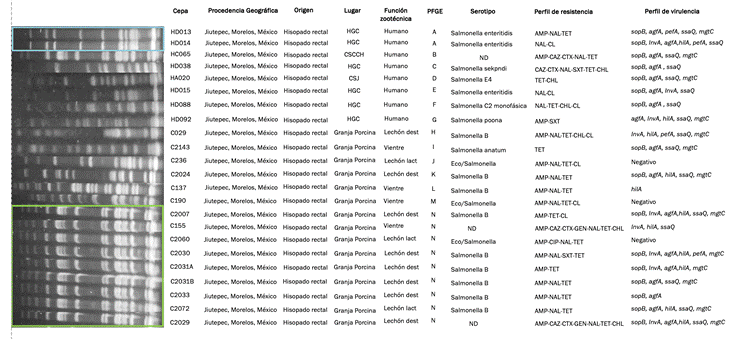 Relación clonal por PFGE de 23 aislamientos representativos de Salmonella aislados de heces de cerdos y humano. Los antibióticos analizados son: AMP= Ampicilina, CAZ= Ceftazidima, CTX= Cefotaxima, IMP= Imipenem, AK= Amikacina, GEN= Gentamicina, CIP= Ciprofloxacino, NAL= Ácido nalidíxico, SXR= Sulfametoxazol/trimetoprim, TET= Tetraciclina, CHL= Cloranfenicol, CL= Colistina. HGC= Hospital General de Cuernavaca “Dr José G. Parres, CSCCH= Centro de Salud Calera Chica, CSJ= Centro de Salud Jiutepec. Se obtuvieron 13 pulsotipos con dos clonas mayoritarias. El panel verde muestra la agrupación de 9/15 cepas de Salmonella identicas de cerdo indicando que hubo un brote en la granja porcina, y el panel azul agrupa 2/9 cepas de Salmonella de humano con una alta homología.