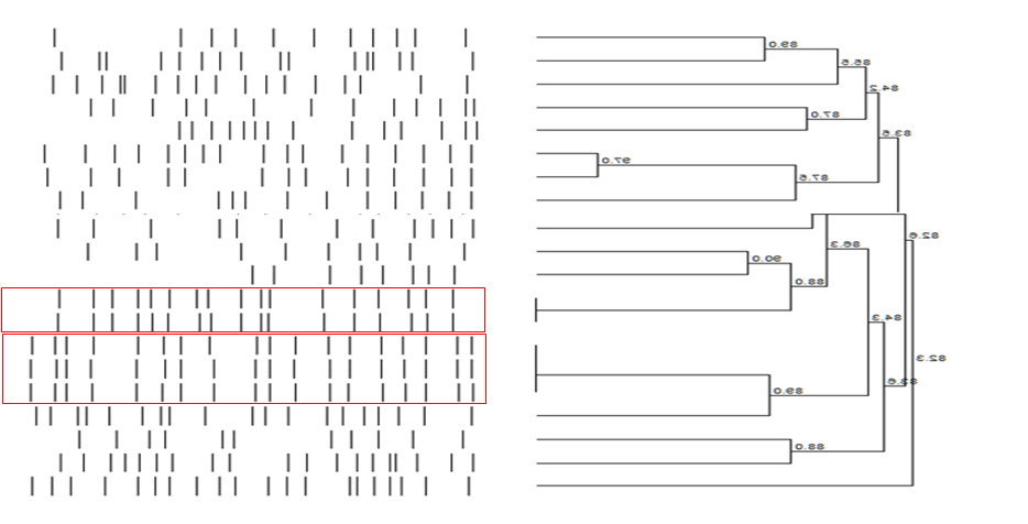 Relación clonal por PFGE de 31 aislamientos representativos de E. coli aislada de heces de humano y 20 aislamientos representativos aislados de heces de cerdo. Los antibióticos analizados son: AMP= Ampicilina, CAZ= Ceftazidima, CTX= Cefotaxima, GEN= Gentamicina, CIP= Ciprofloxacino, NAL= Ácido nalidíxico, SXT= Sulfametoxazol/trimetoprim, TET= Tetraciclina. ND= No determinado. a 1-CS Jiutepec, 2-CS Huizachera, 3- CS Calera Chica, 4-Hospital General de Cuernavaca “Dr José G. Parres, Cuernavaca, Morelos, México.*