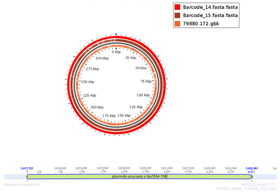 Representación gráfica del genoma completo de Bacillus clausii (Enterogermina) (rojo) y del hemocultivo de la paciente (café), junto con la secuencia de referencia (naranja). Segmento del plásmido asociado con el gen blaTEM-198.