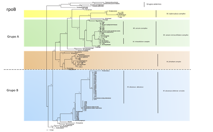 Análisis filogénetico del gen rpoB de especies de Mycobacterium