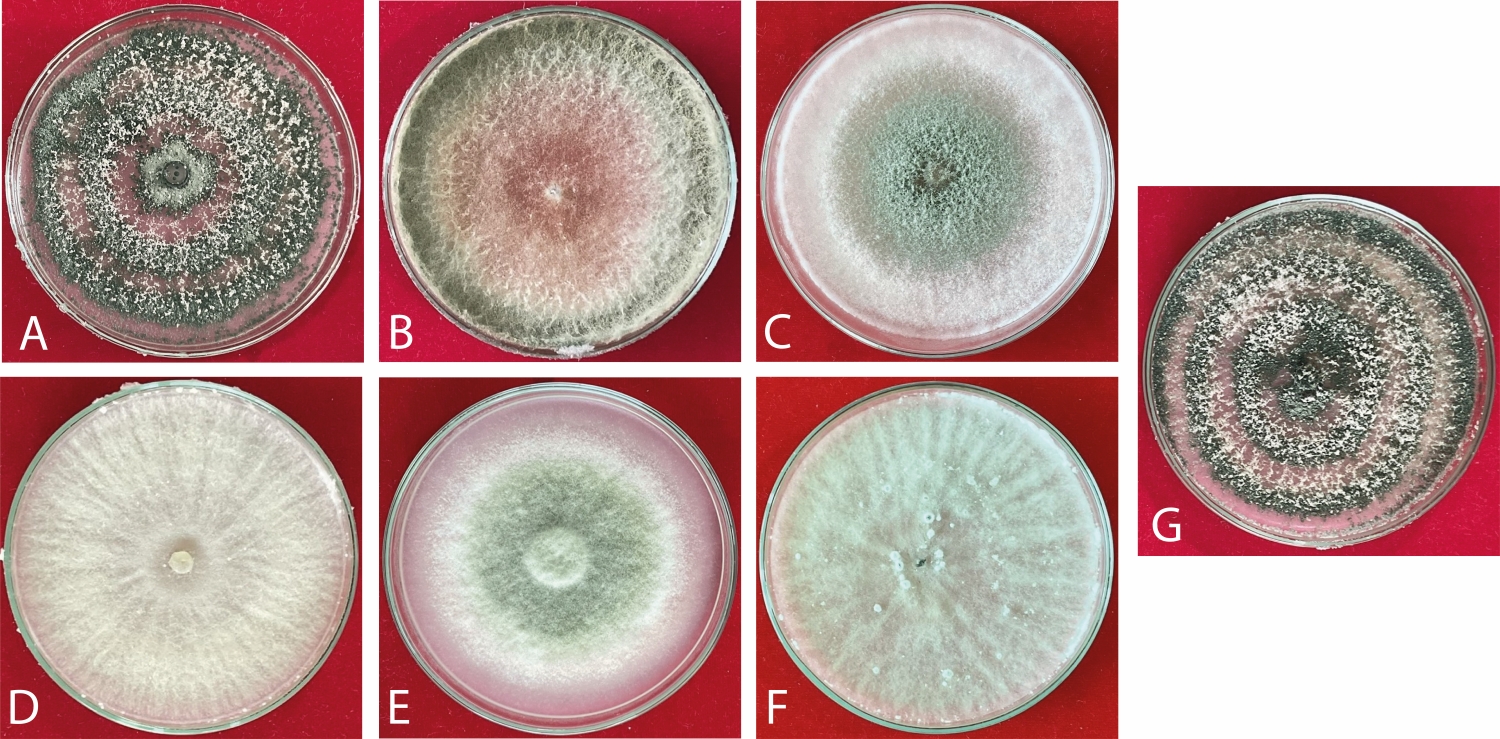 Características culturales de cepas de Trichoderma spp. en medio PDA. (A) F74 suelo, (B) F84 suelo, (C) F78 suelo, (D) F73 raíz, (E) F19 suelo, (F) F17 hoja, (G) F76 suelo.