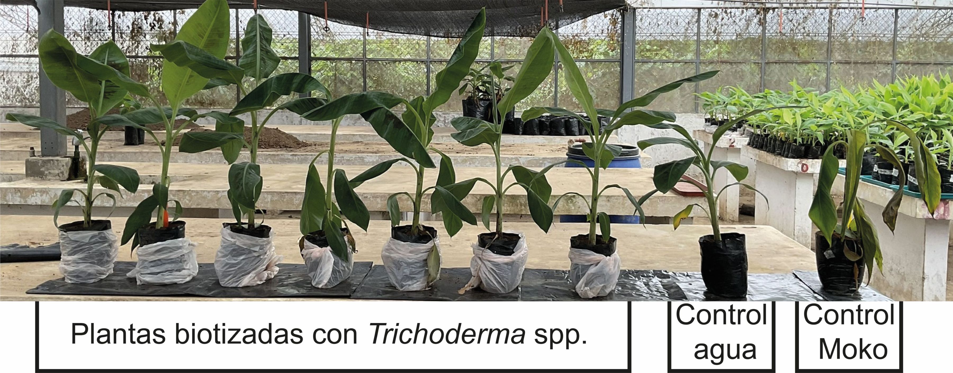 Comparación del desarrollo vegetativo en plantas de plátano tratadas con Trichoderma. spp., frente a controles negativos y positivos.