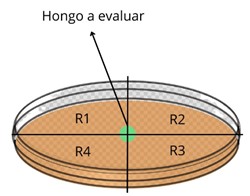 Diagrama de medición del crecimiento radial.