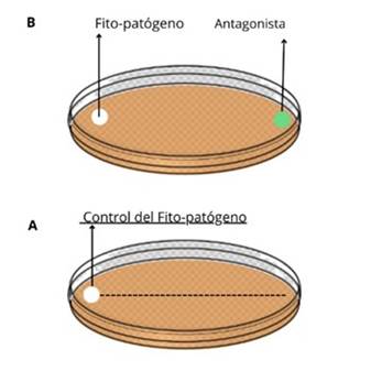 Diagrama de prueba de antagonismo.