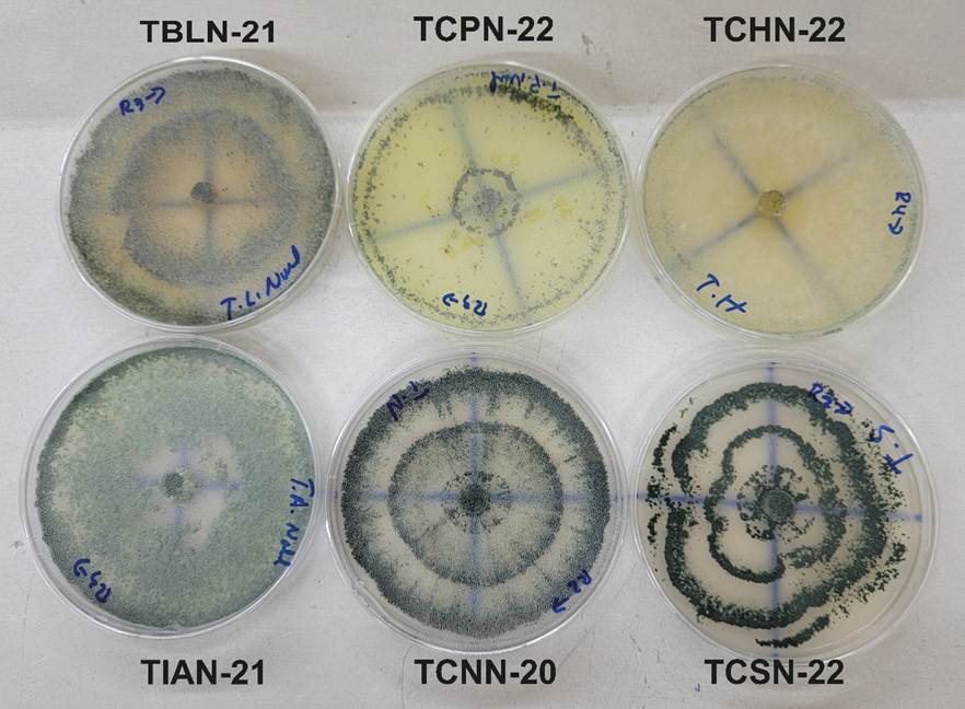 Cepas nativas aisladas de Trichoderma spp.