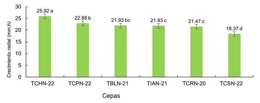 Crecimiento radial de seis cepas nativas de Trichoderma spp. (Letras diferentes indican diferencias significativas para Tukey, p=0,05).