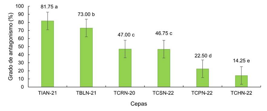Grado de antagonismo de cepas nativas de Trichoderma spp. sobre Sclerotium sp. (Letras diferentes indican diferencias significativas para Tukey, p = 0,05).