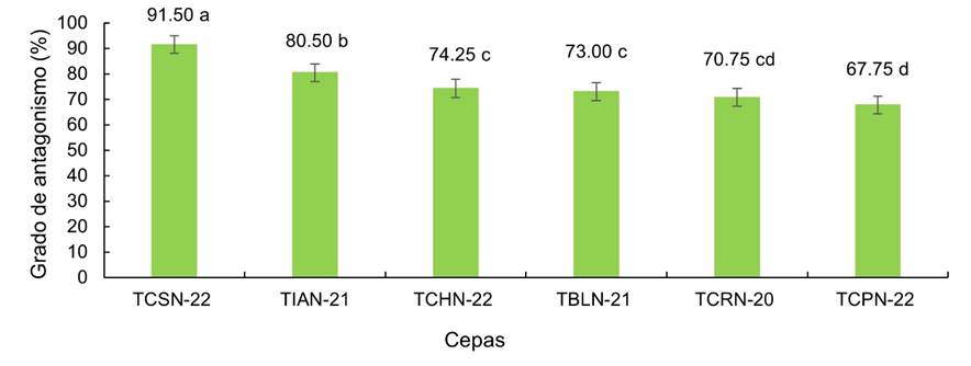 Grado de antagonismo de cepas nativas de Trichoderma spp. sobre de Fusarium sp. (Letras diferentes indican diferencias significativas para Tukey, p = 0,05).