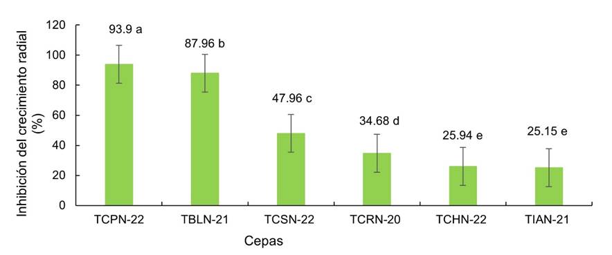 Antibiosis de seis cepas nativas de Trichoderma spp. sobre Sclerotium sp, correspondiente a cultivos duales. (Letras diferentes indican diferencias significativas para Tukey, p=0,05).