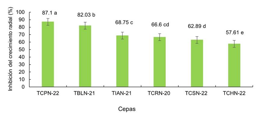 Antibiosis de seis cepas nativas de Trichoderma spp. sobre Fusarium sp., correspondiente a cultivos duales. (Letras diferentes indican diferencias significativas para Tukey, p = 0,05).