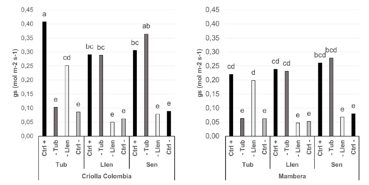 Comportamiento de la conductancia estomática por efecto de la fase fenológica del cultivo, tratamiento de humedad del suelo y cultivar en plantas de papa Solanum phureja bajo condiciones de invernadero.*