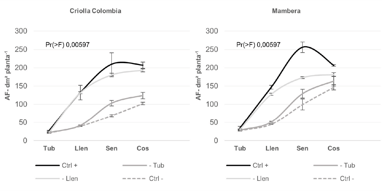Área foliar por efecto de la fase fenológica, tratamientos de humedad del suelo y cultivar en plantas de papa Solanum phureja bajo condiciones de invernadero.